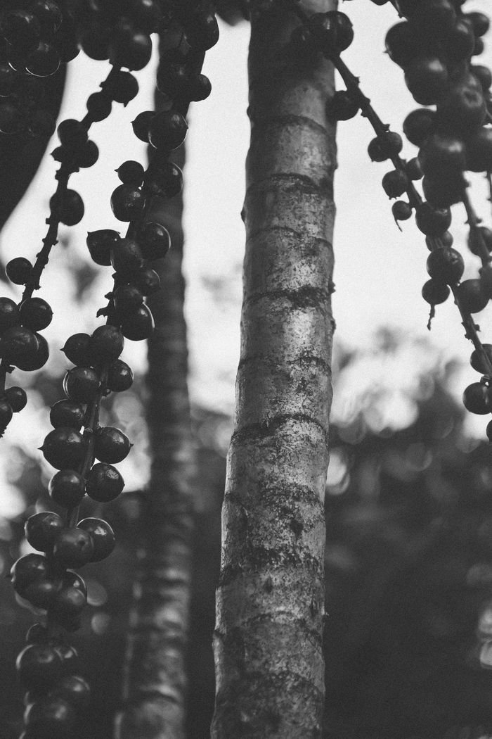 Grayscale close-up of a tree trunk surrounded by berries, emphasizing nature's textures.