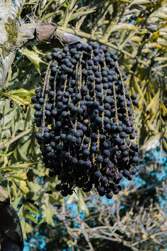A detailed view of acai berries hanging in a cluster on a tree branch outdoors.
